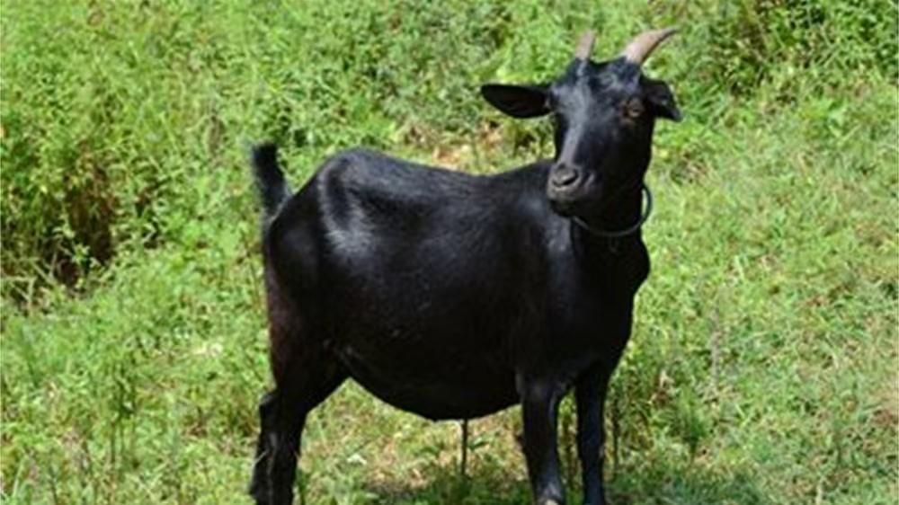 德化黑羊肉好吃吗?