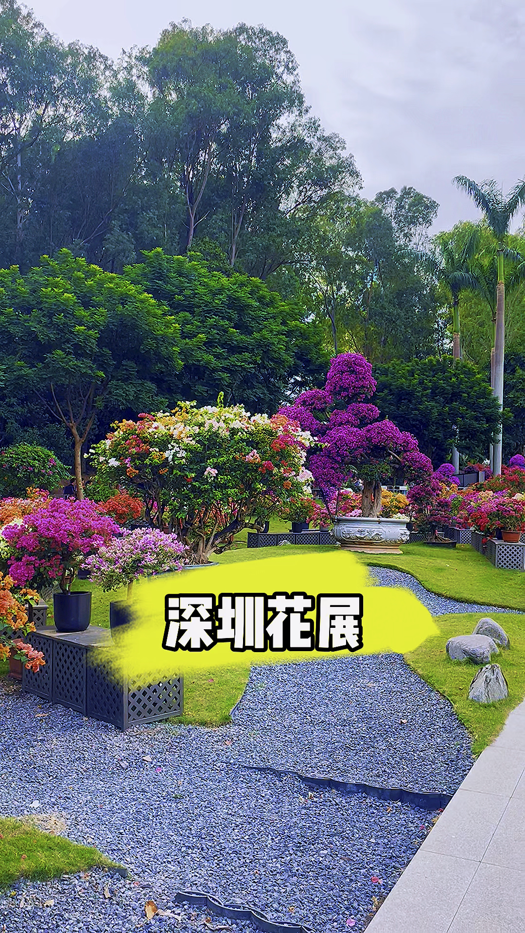 深圳莲花山公园,一年一度的花展又开始了