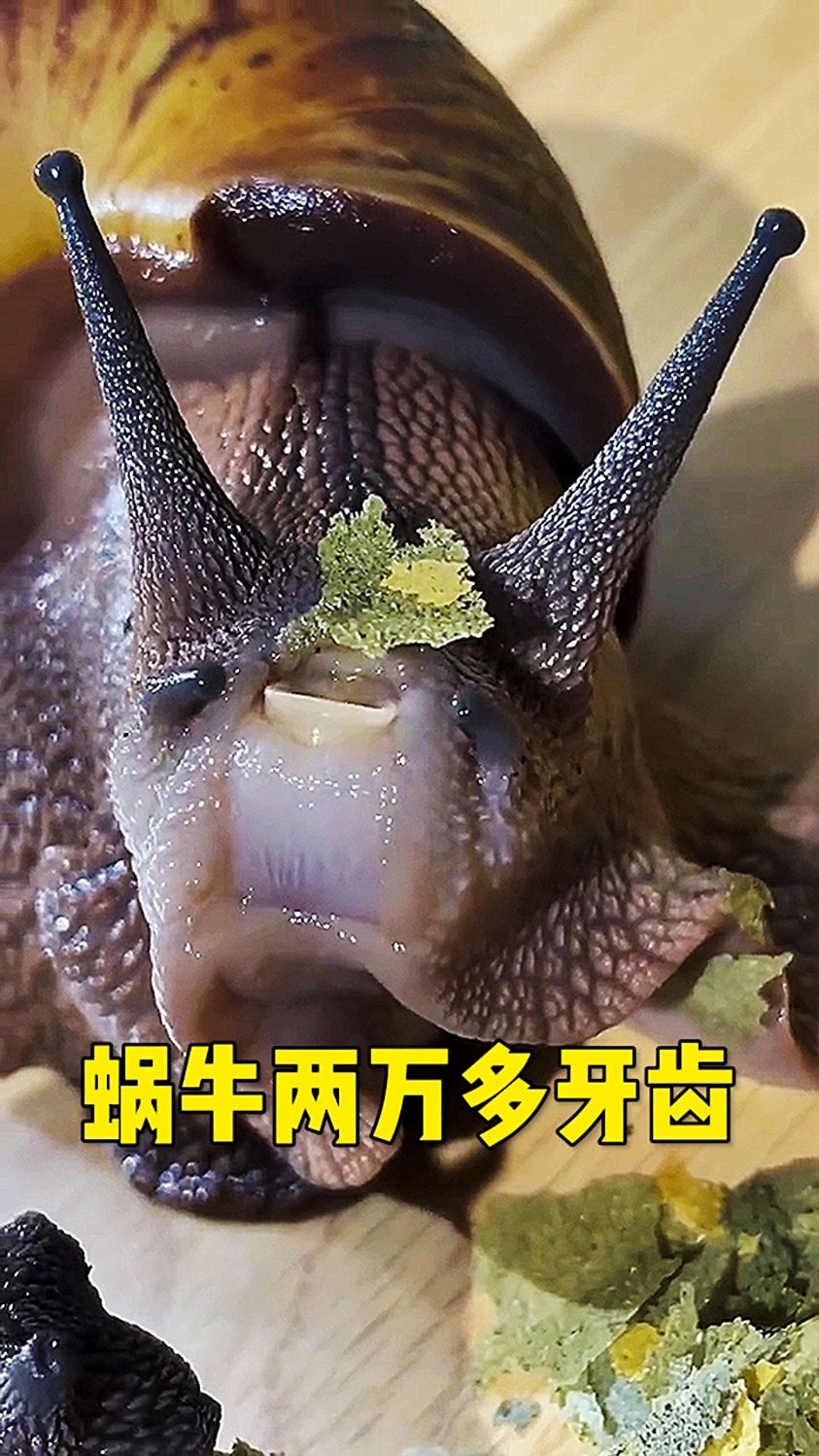 蜗牛两万多牙齿