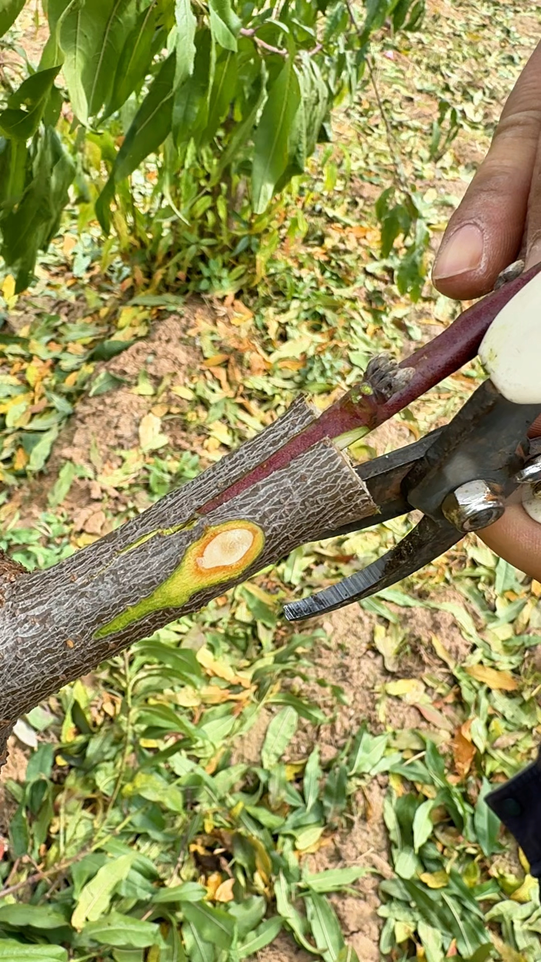 桃树嫁接,春季常用的方法