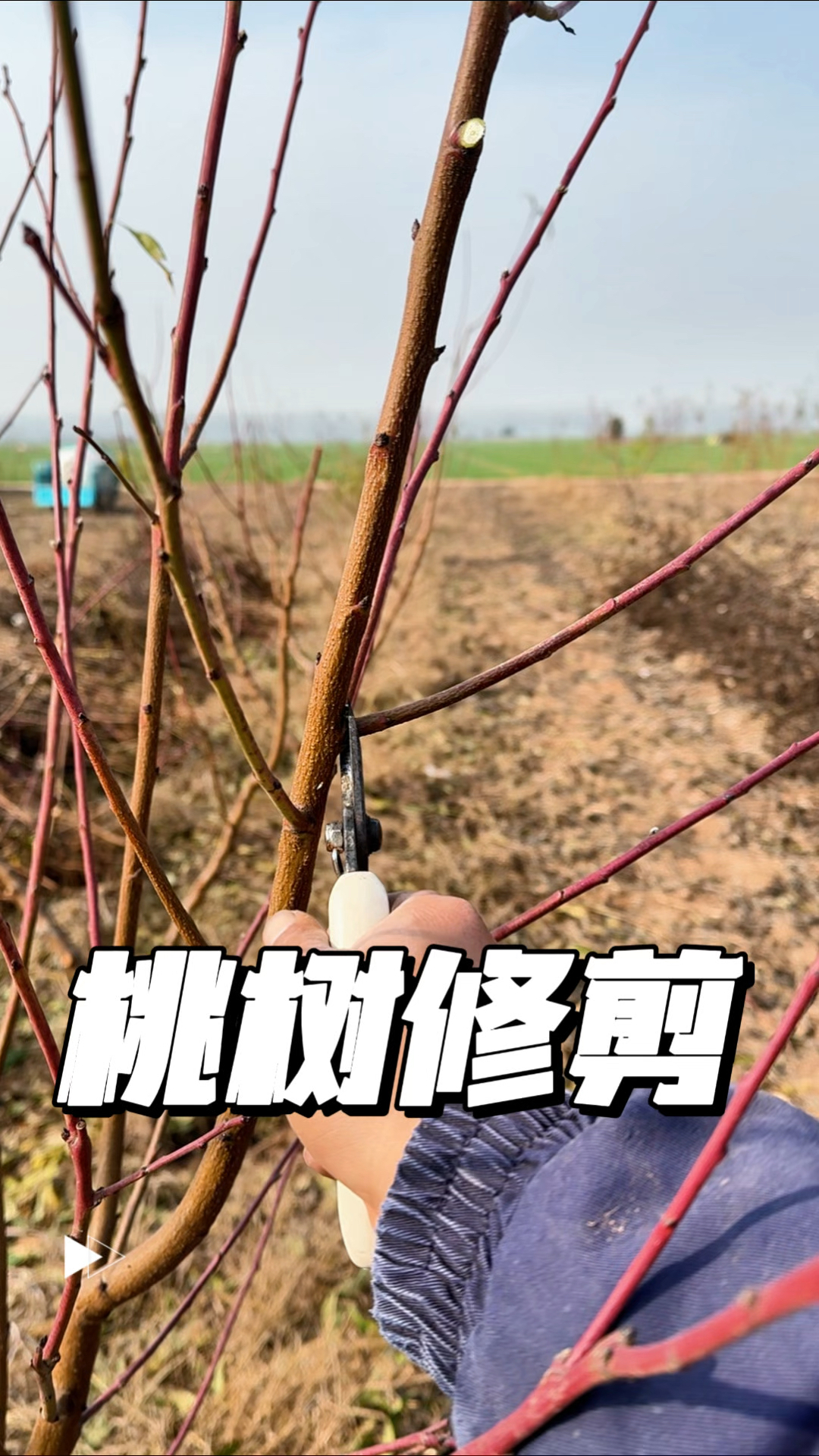 桃树冬季修剪方法分享,一看就会