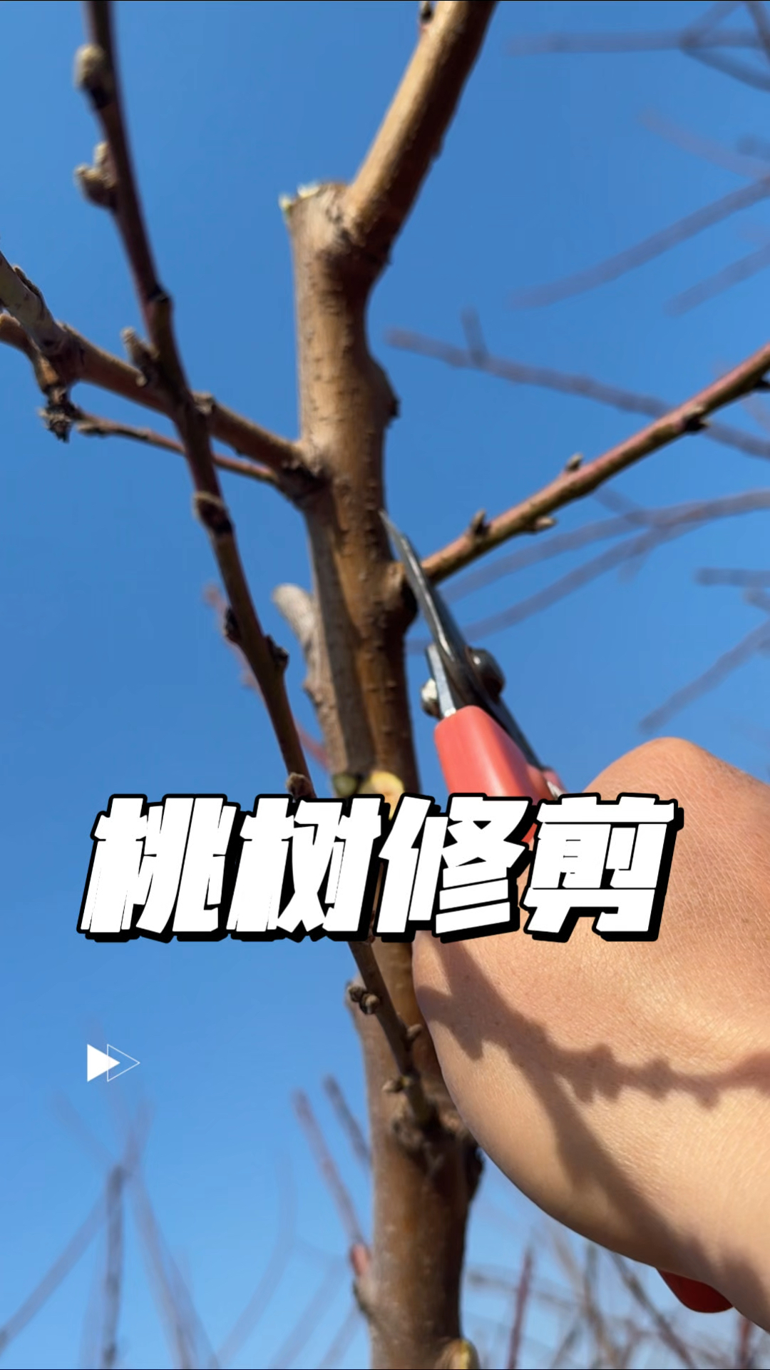 桃树冬季修剪,一看就会