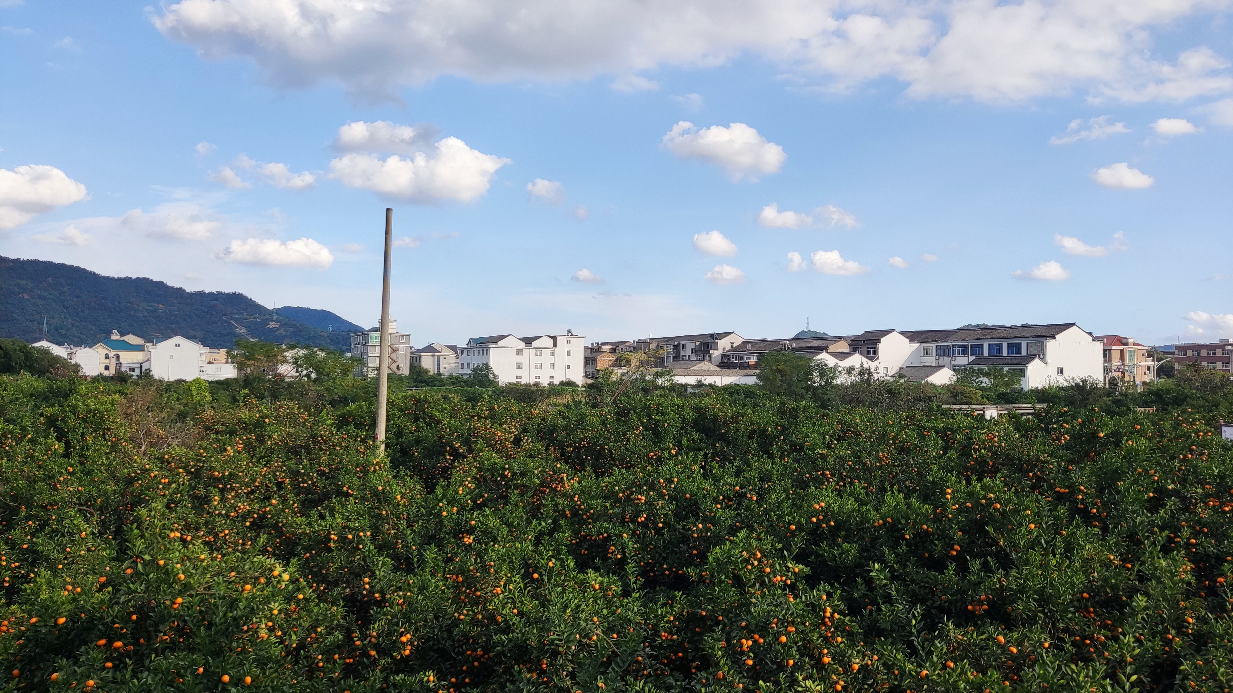 黄岩南城蔡家洋的贡桔园还真不错,很有桔乡风采,桔