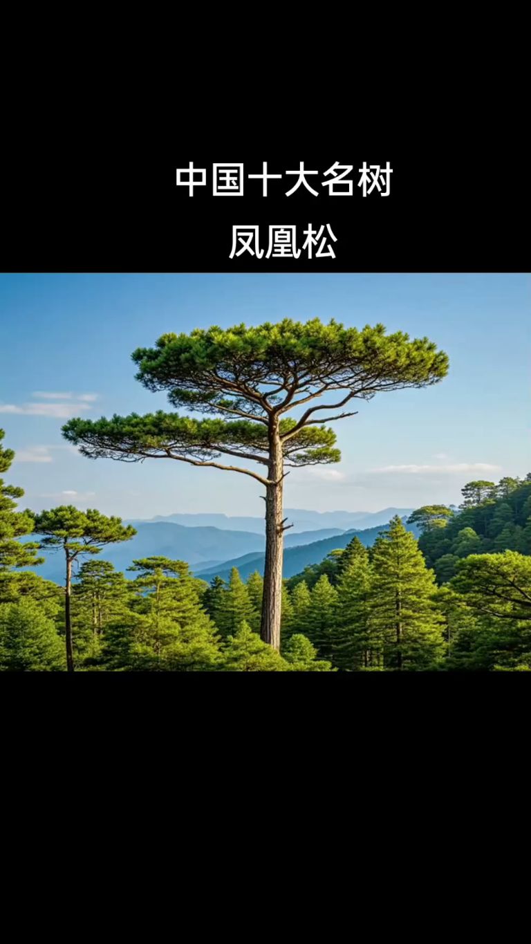 中国十大名树 凤凰松