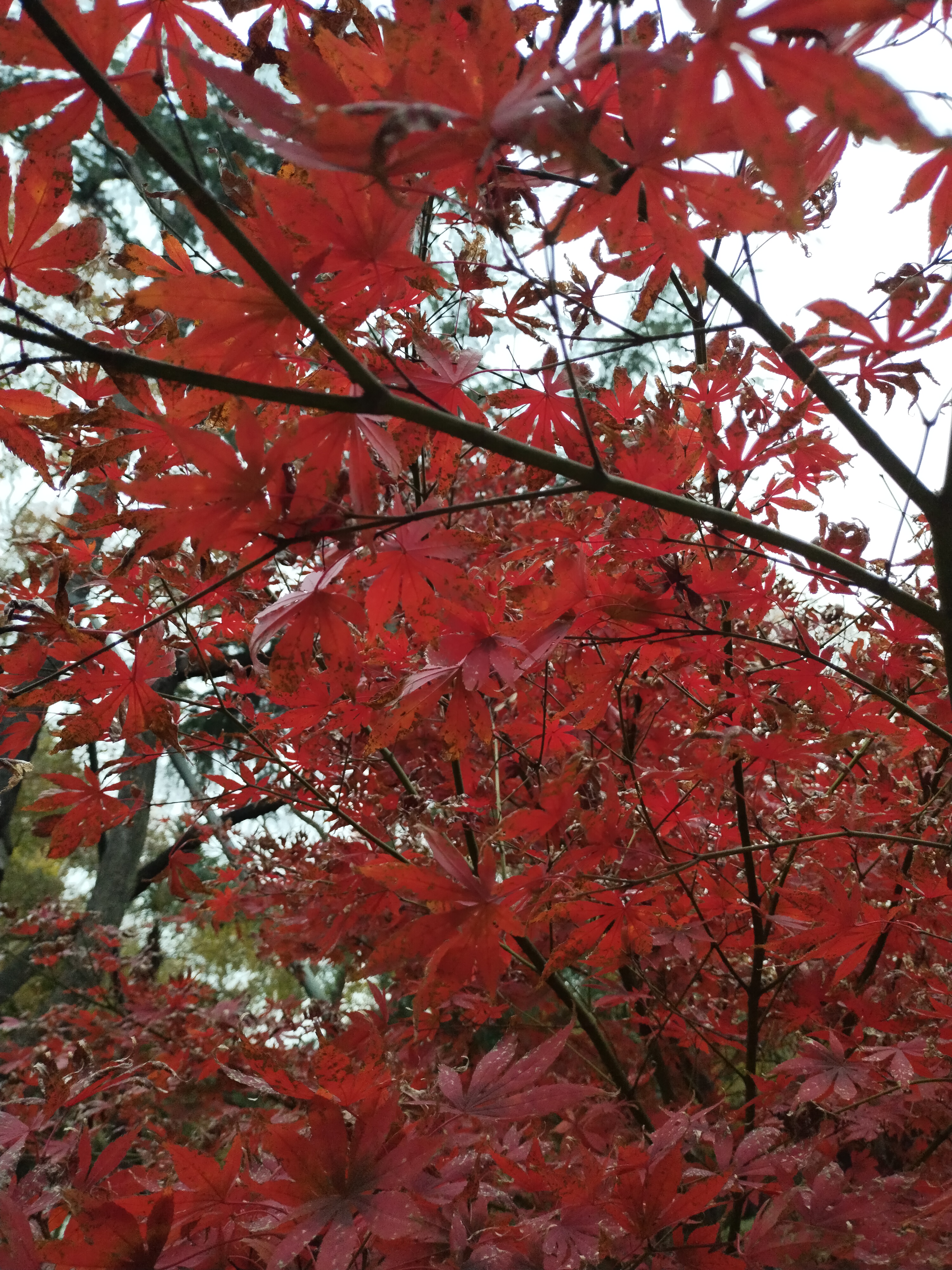 晚云收,夕阳挂,一川枫叶,两岸芦花. 鸥鹭栖,牛羊下.