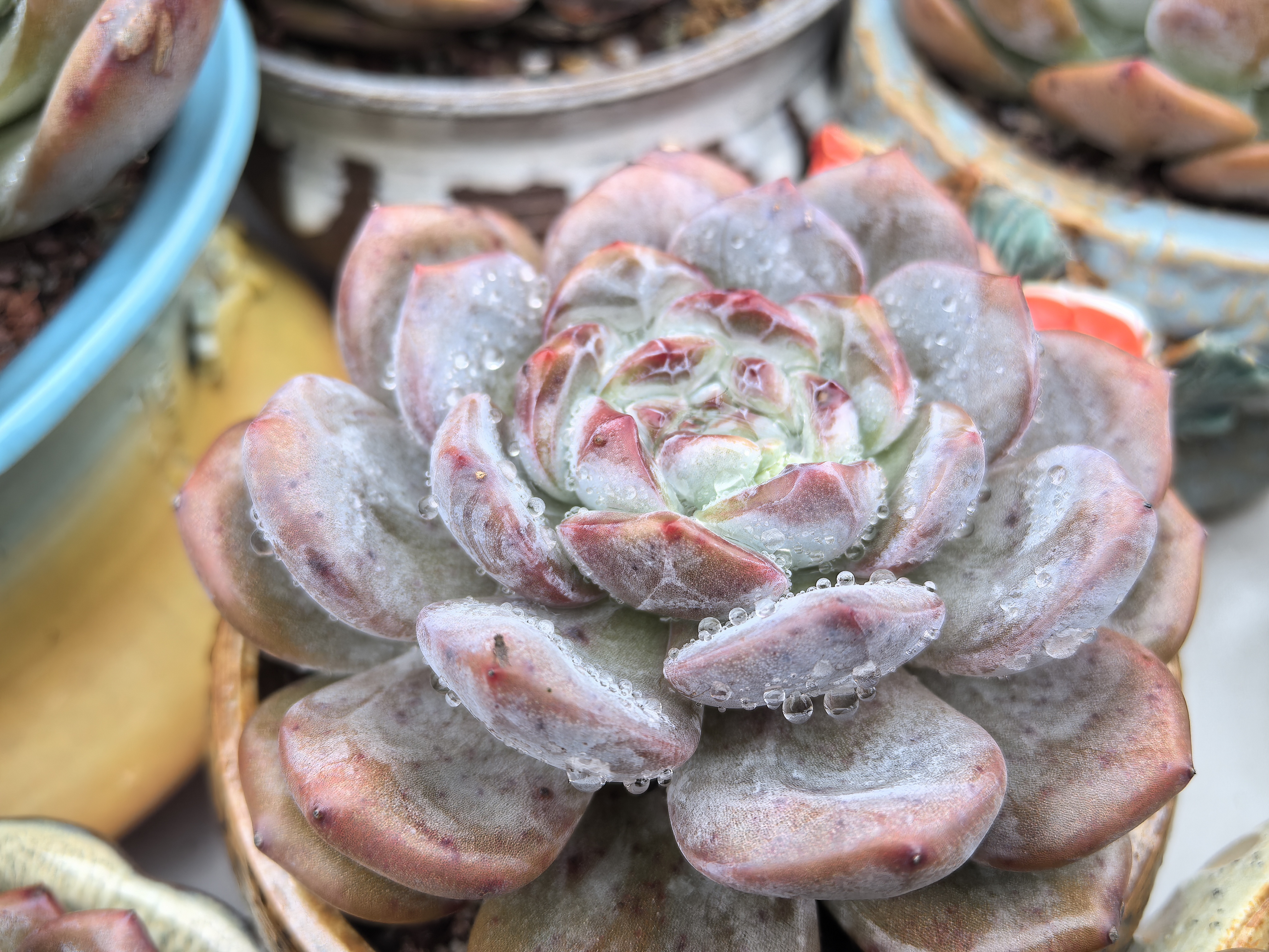 布菜德多肉状态图蓝月亮多肉状态图肉肉团子图片神笛多肉易上色吗