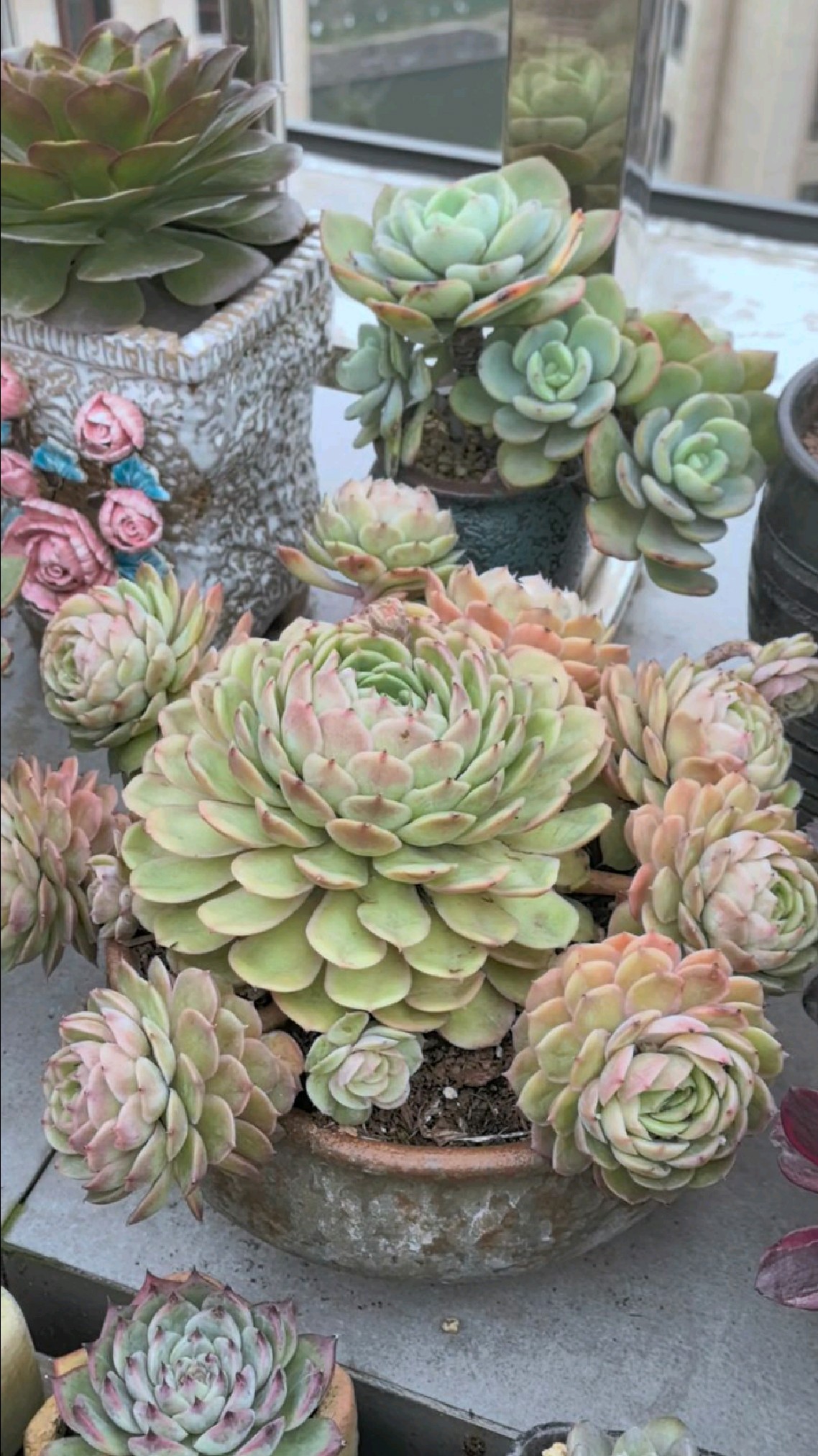 昂斯诺越来越好看,必养的一款莲花座多肉