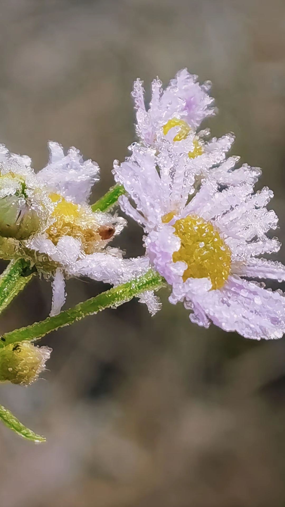 七绝·夜行霜月下 〔当代〕邹謇