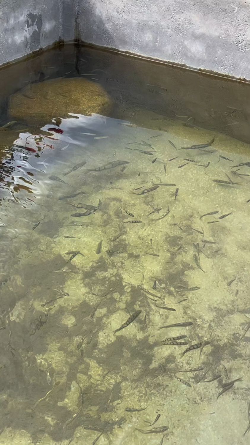 这池鱼价值几千块