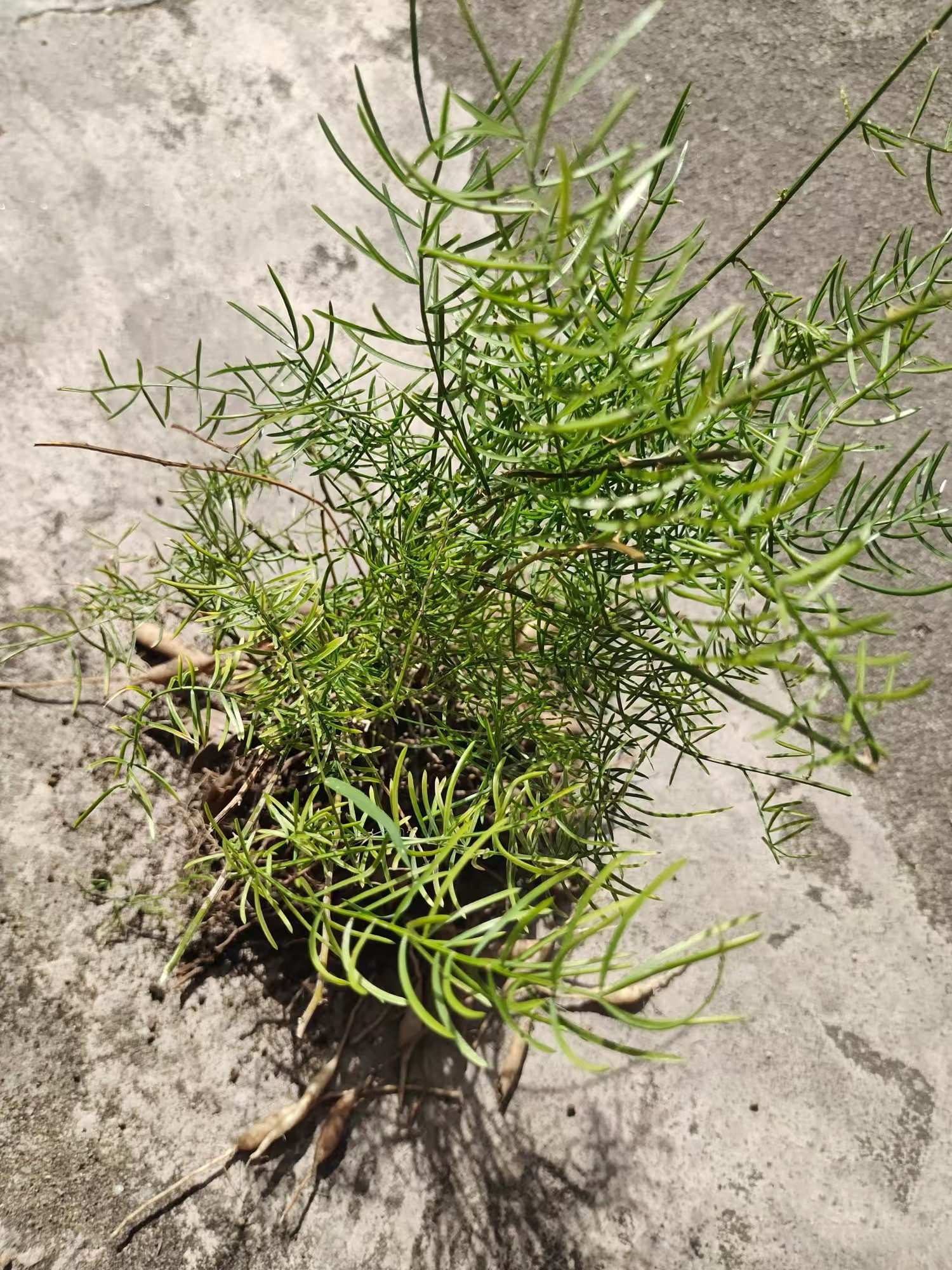 下这个是什么,能不能吃,还是观赏像香菜根一样的野草药根茎很细很苦的