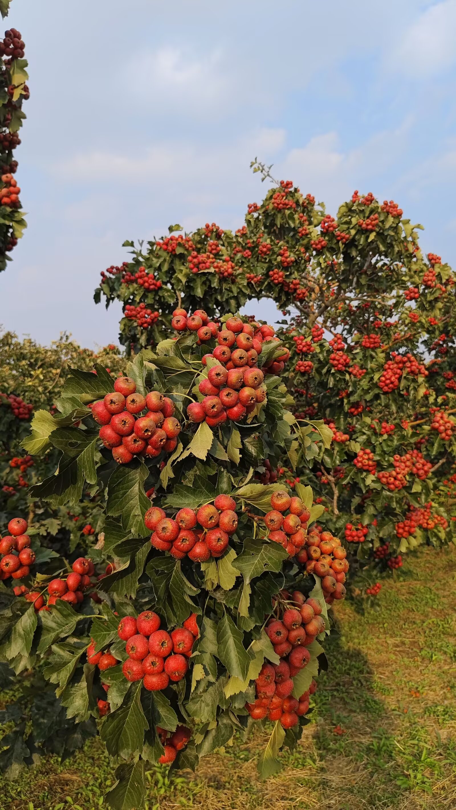 山楂之乡丰收盛景