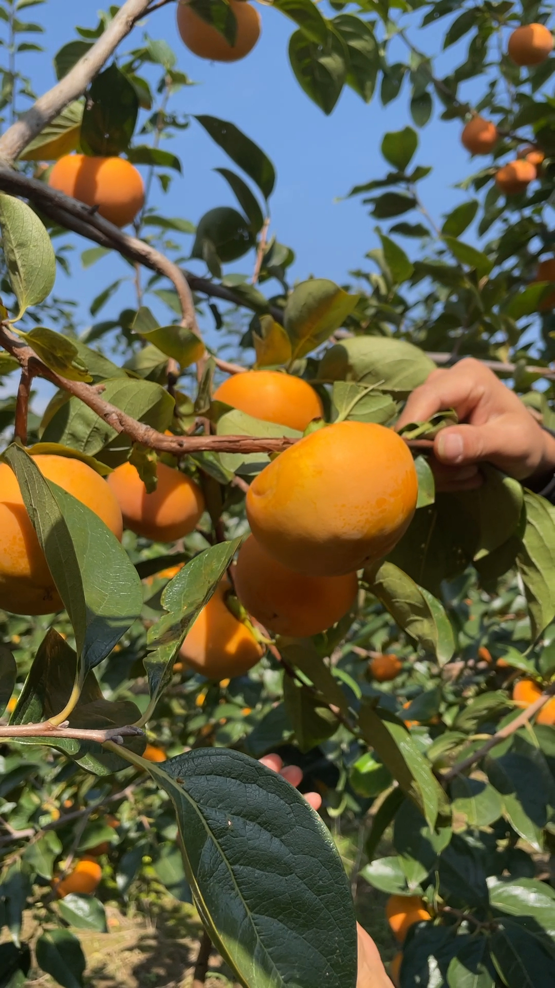 这种柿子可以直接在树上吃,又脆又甜,不麻嘴不涩口
