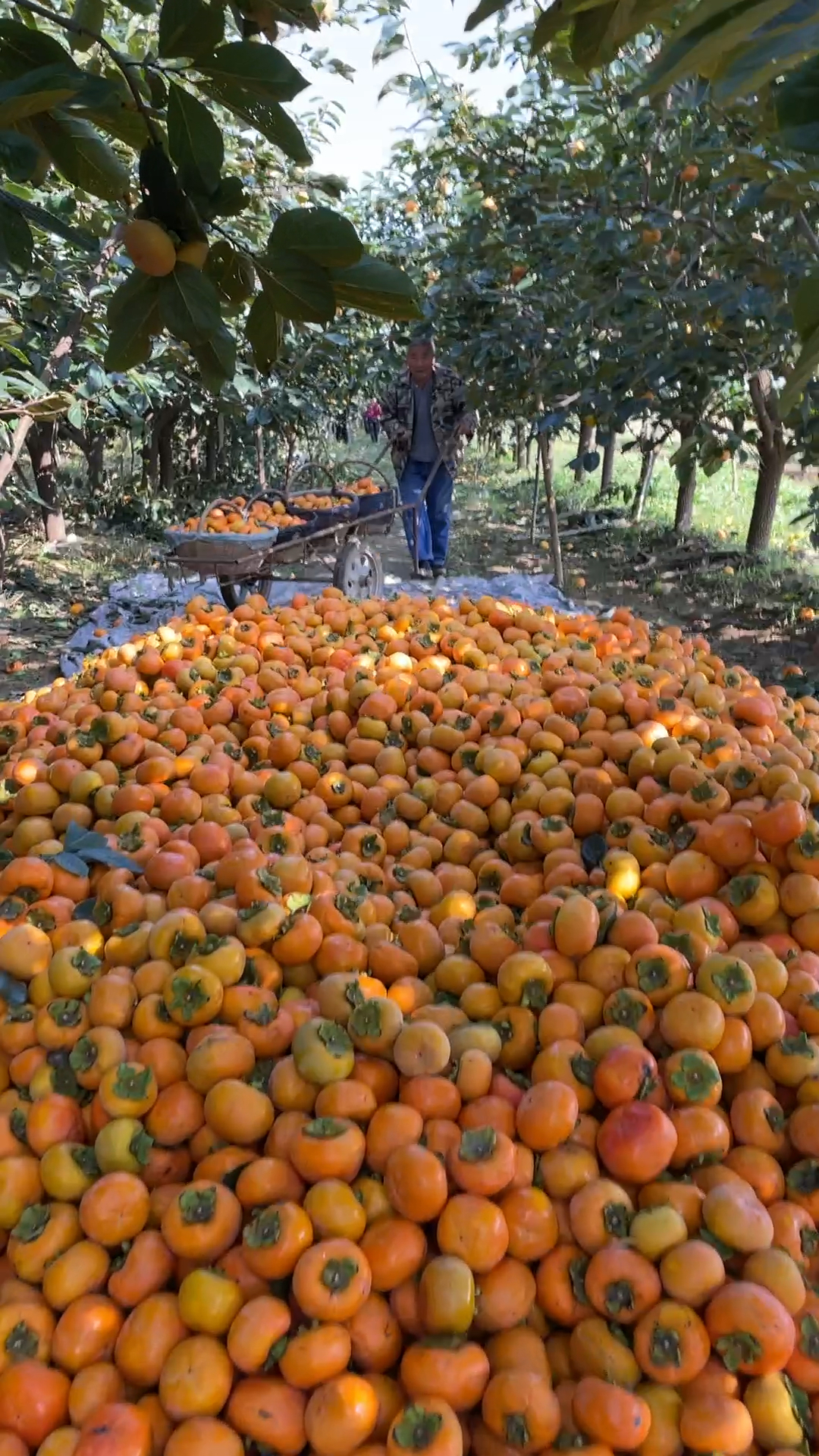 5亩脆柿子上市了,产地堆成山,现摘现发一箱也是产地价