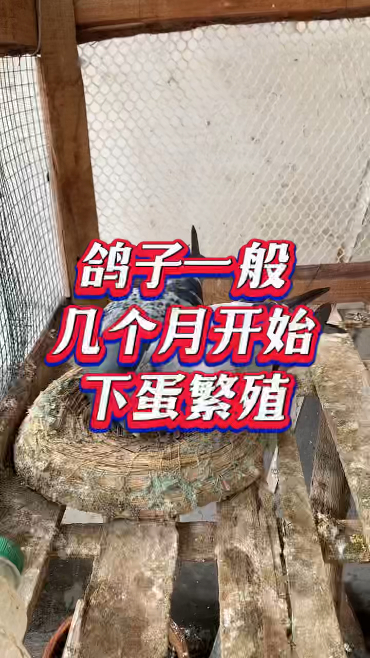 鸽子的孵化过程图片