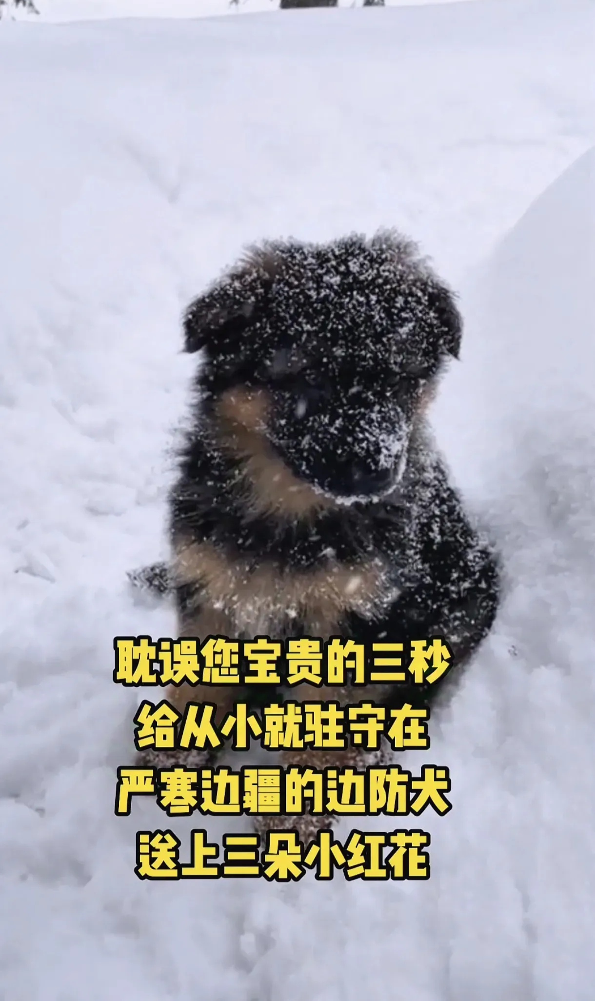 凛冽寒冬它们从出生就生长在这里向所有无言的战士