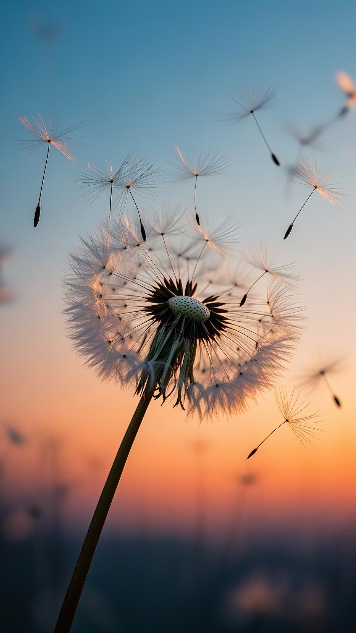 蒲公英系列手机壁纸
