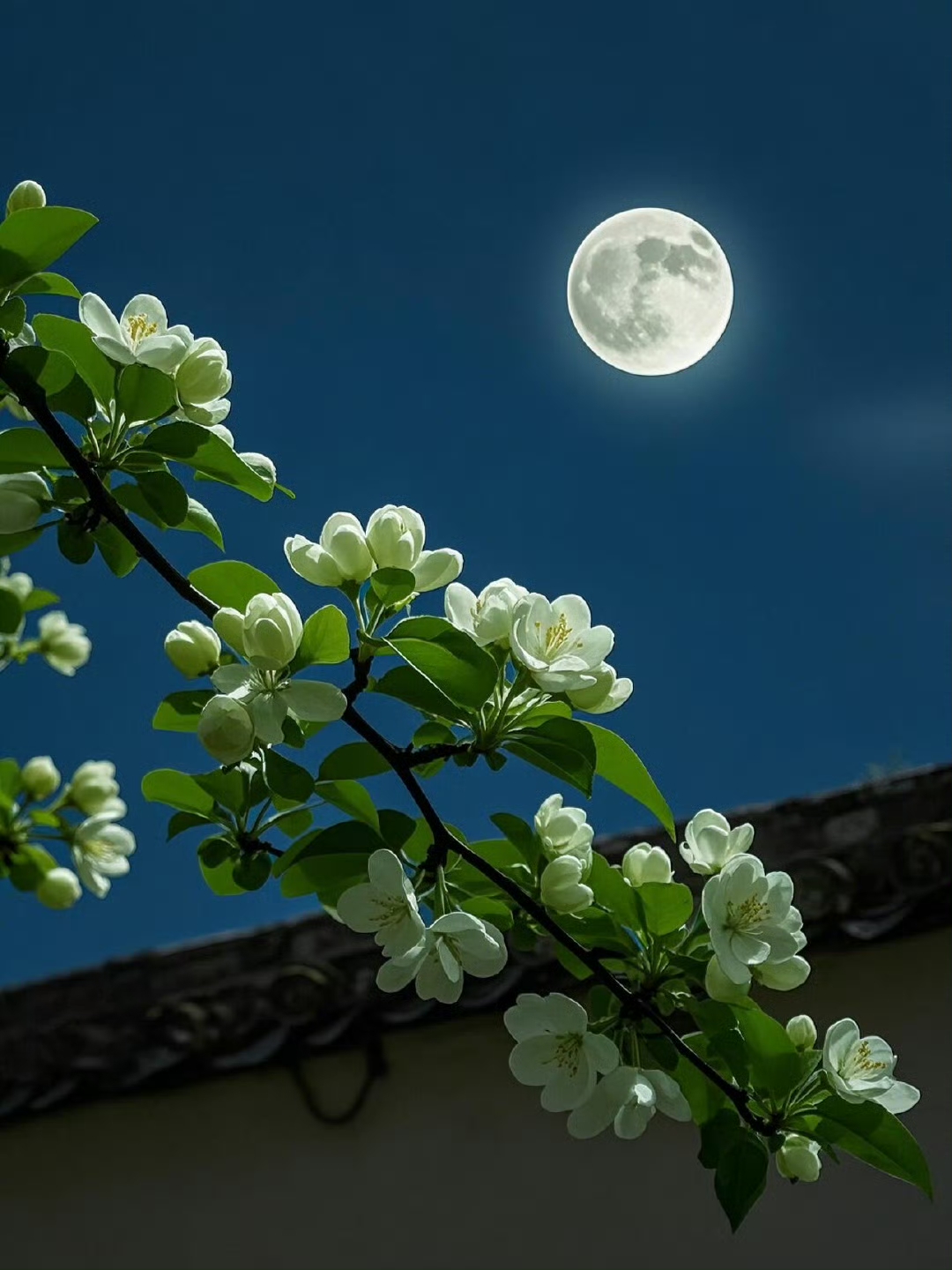 菊花夜晚难眠花的图片丁香花是什么样的图片在月光下花有清香月有阴片