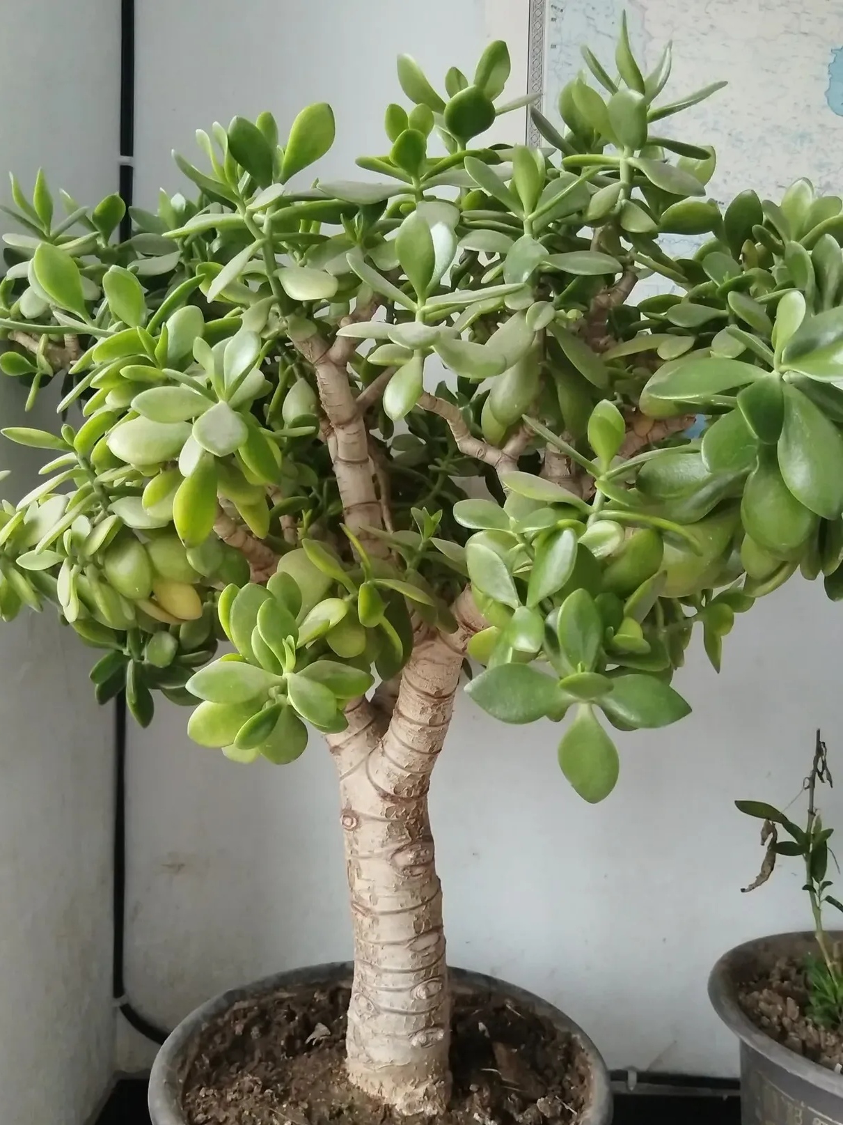 已经木质化的玉树,长得和小树一样,养了10多年,每