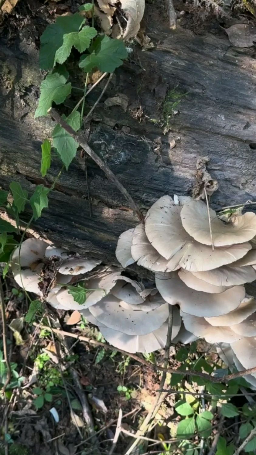 一棵枯树上的野生冻菌,目测有几十斤.