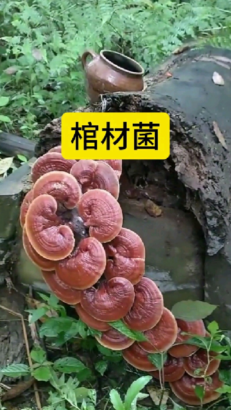 阴菌棺材主治功能图片