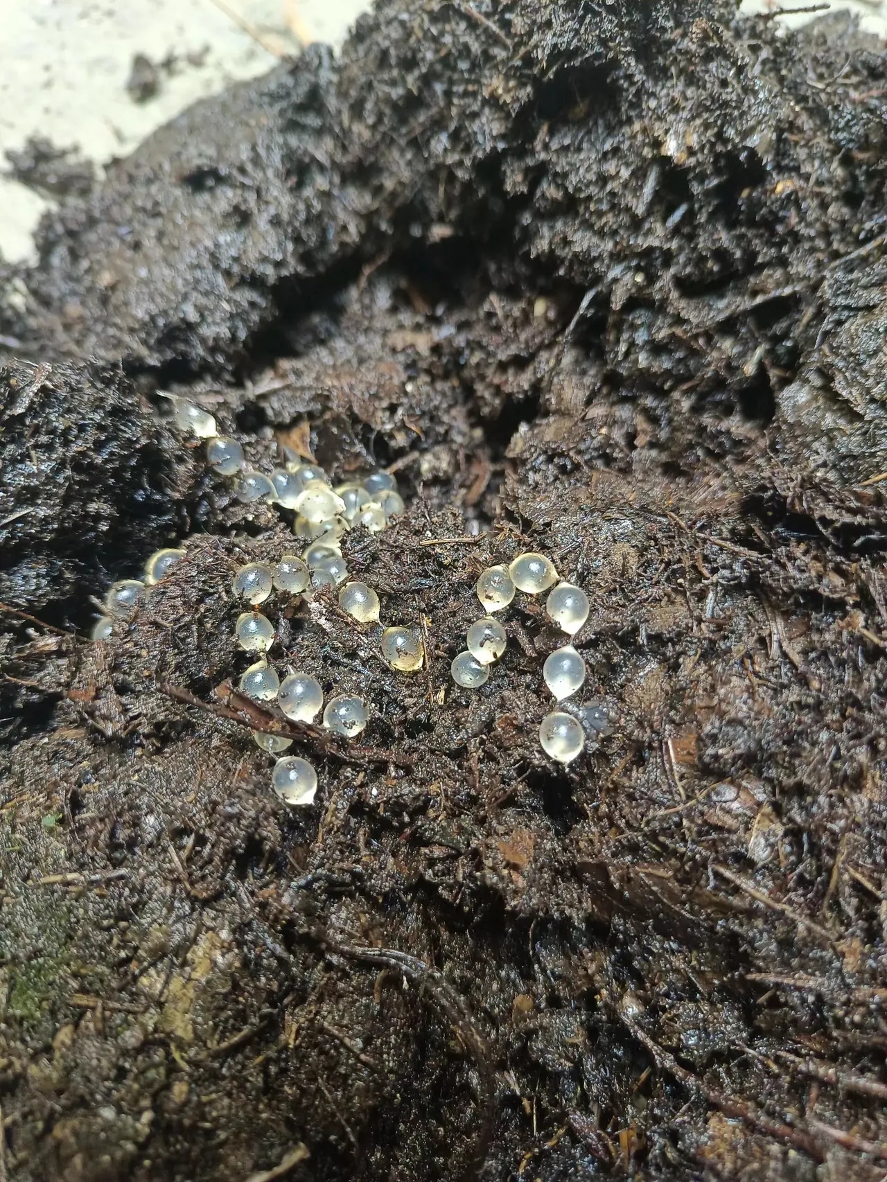 这是什么动物的卵,在地里翻出来一串一串的,就像水晶项链一样漂亮.