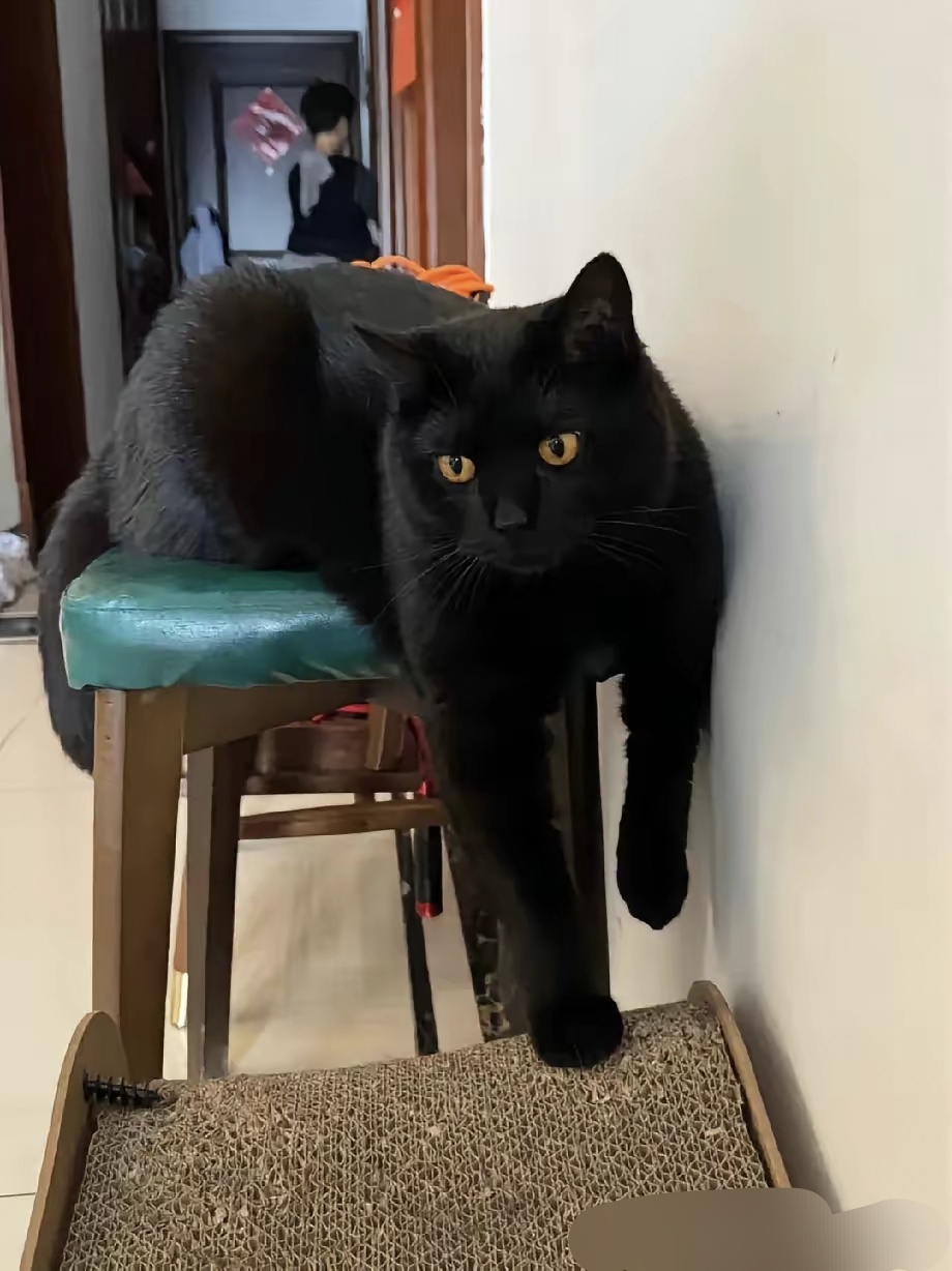 邻居家养了一只猫, 浑身上下都是纯黑色, 邻居说这种黑猫不常见了, 她