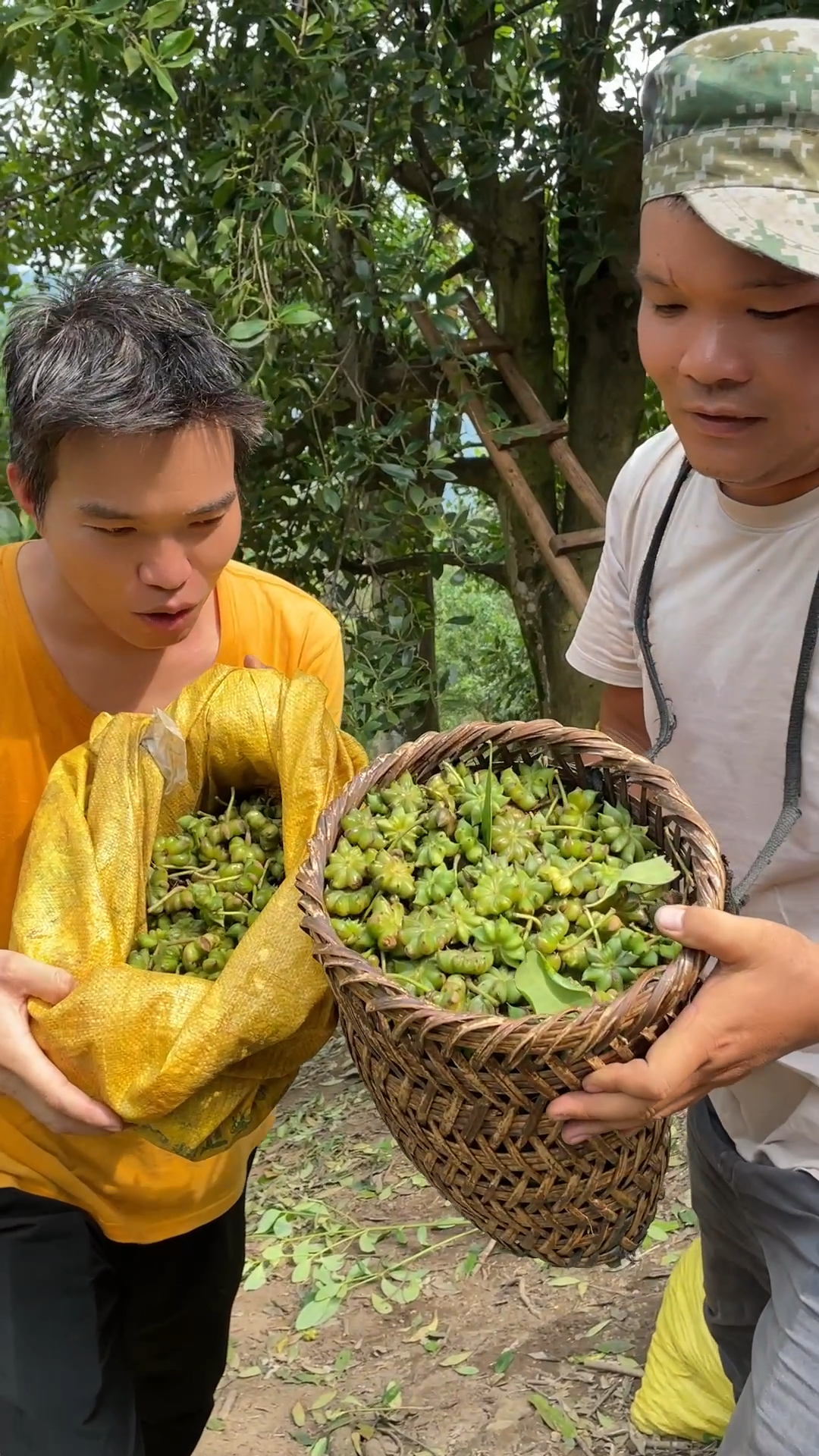 海拔1800米深山老树采摘八角,真痛苦啊但是八角真的是天然植物香