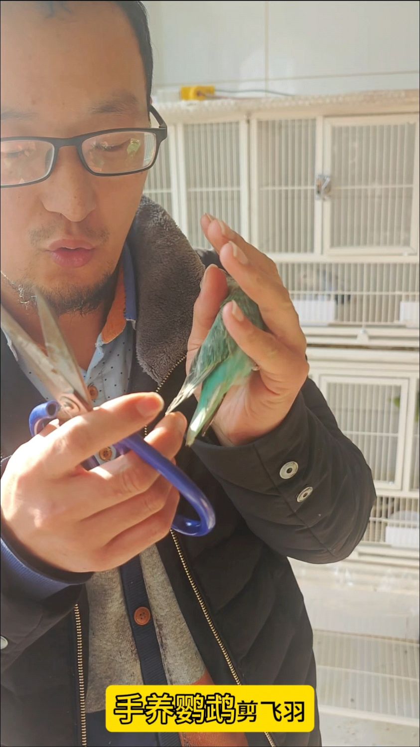 鹦鹉剪飞羽如何做到不影响飞行又美观!