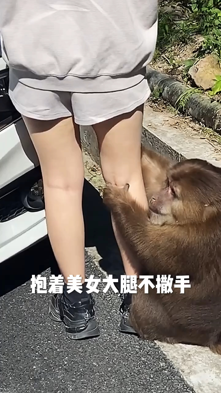 猴哥抱着美女大腿不撒手