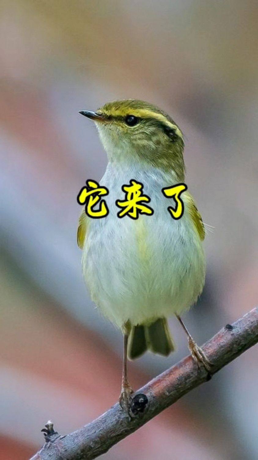 柳莺:我是北方最小的鸟,你信不信