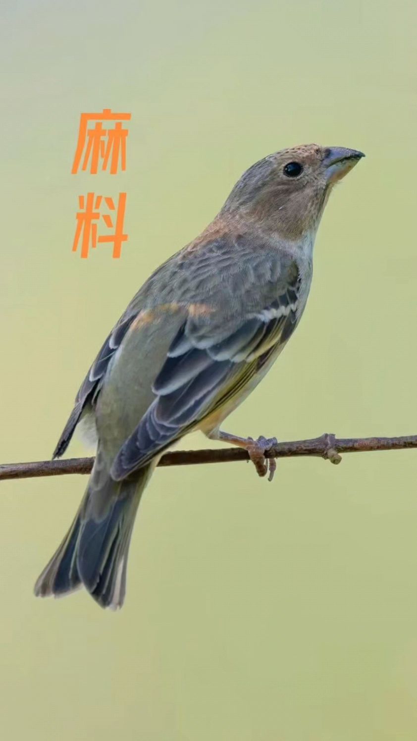 麻料鸟学名普通朱雀,是最受欢迎的笼养鸟