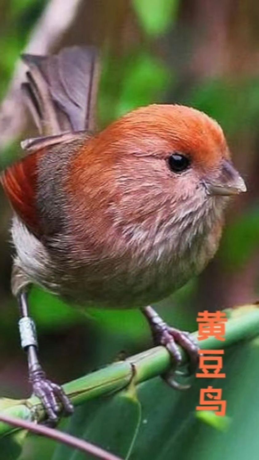 黄豆鸟咬合力很强,能让你怀疑人生