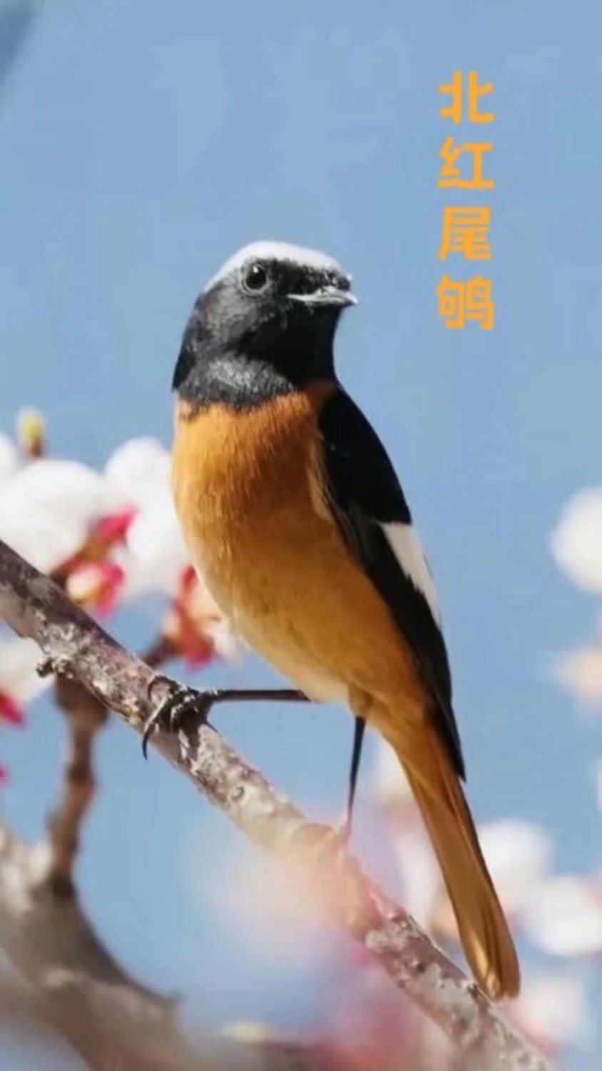 火燕,窝瓜燕,枣花,学名北红尾鸲