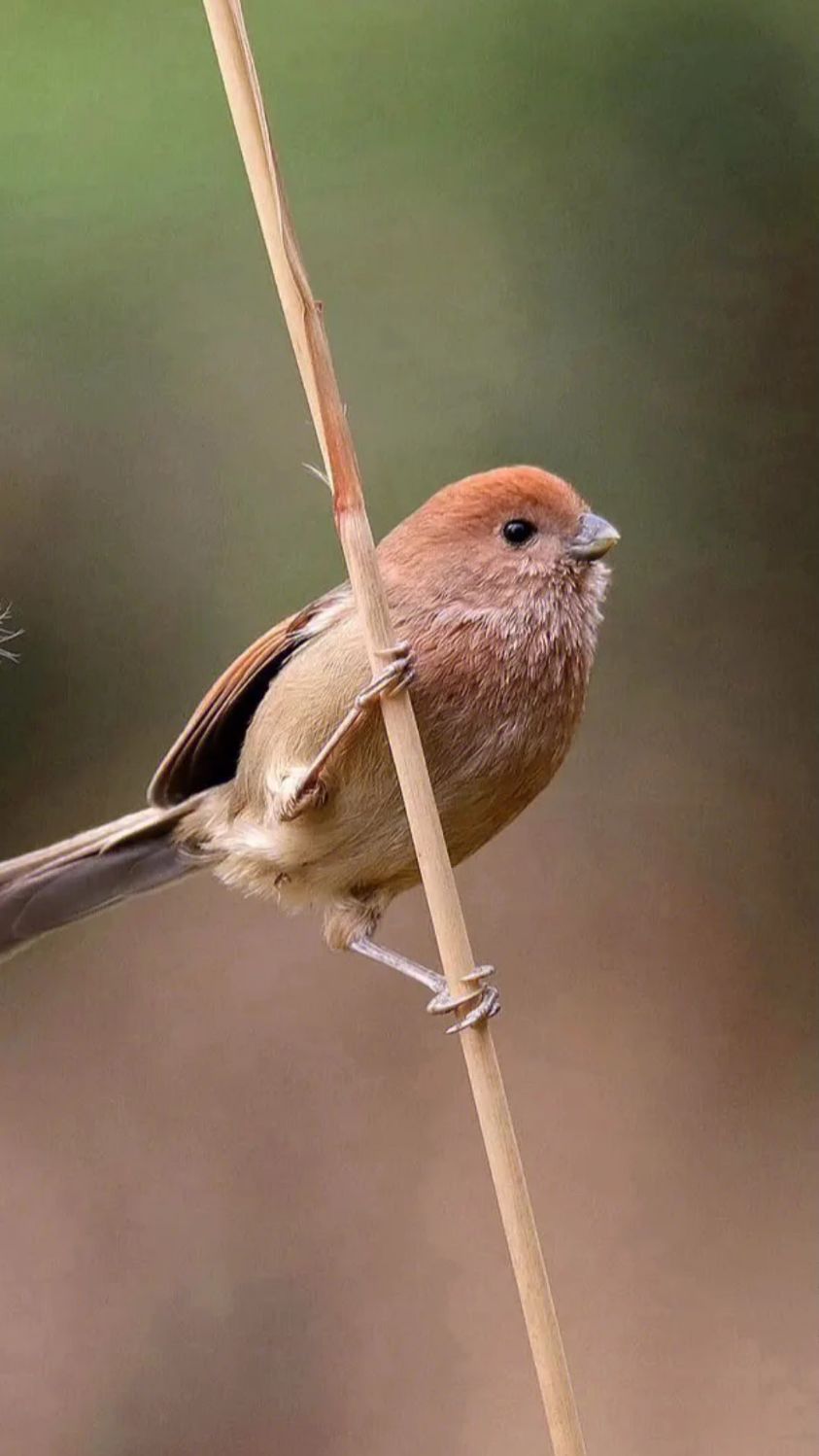 黄豆鸟长得可爱却极其凶恶,咬你没商量