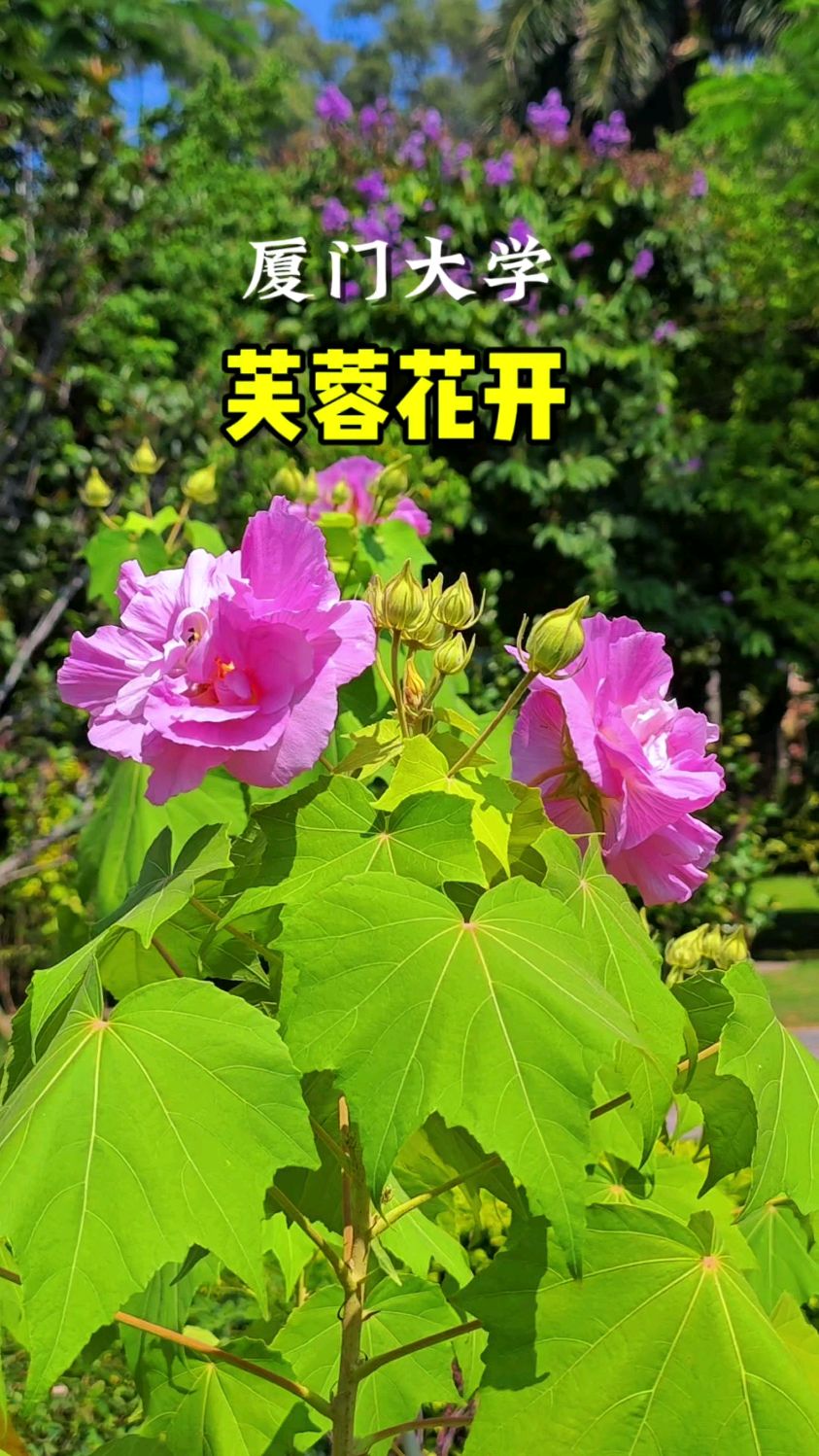 木芙蓉花诗句唯美图片