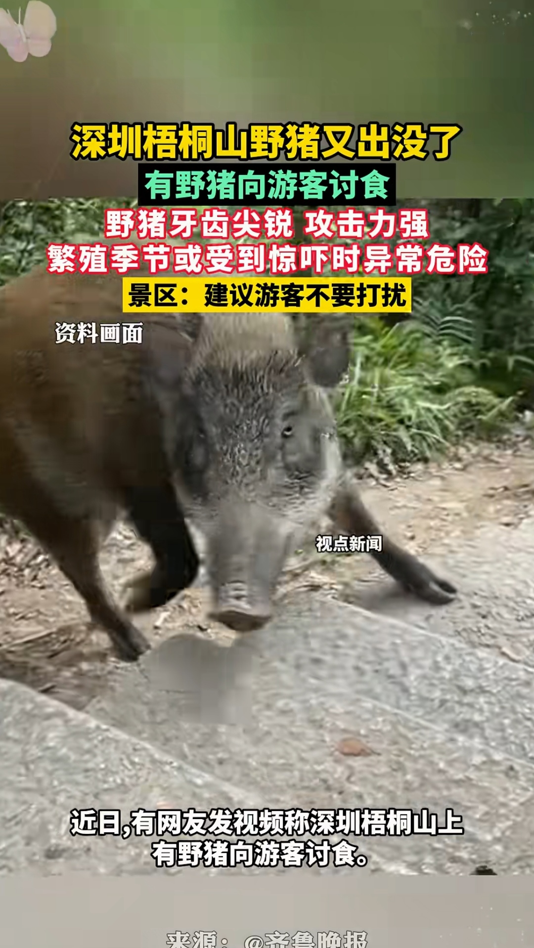有野猪向游客讨食 野猪牙齿尖锐攻击力强 繁殖季节或受到惊吓时异常