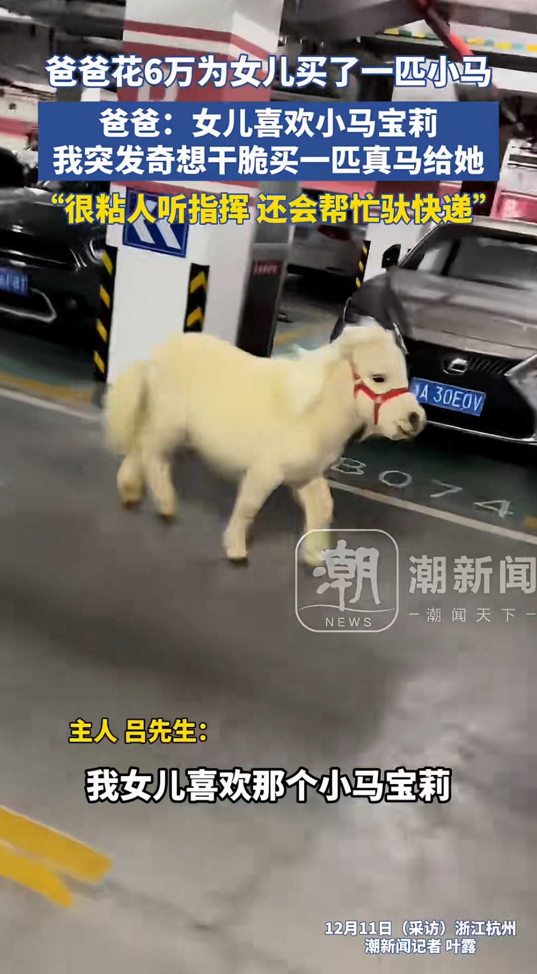 爸爸:女儿喜欢小马宝莉 我突发奇想干脆买一匹真马给她 "很粘人听指挥