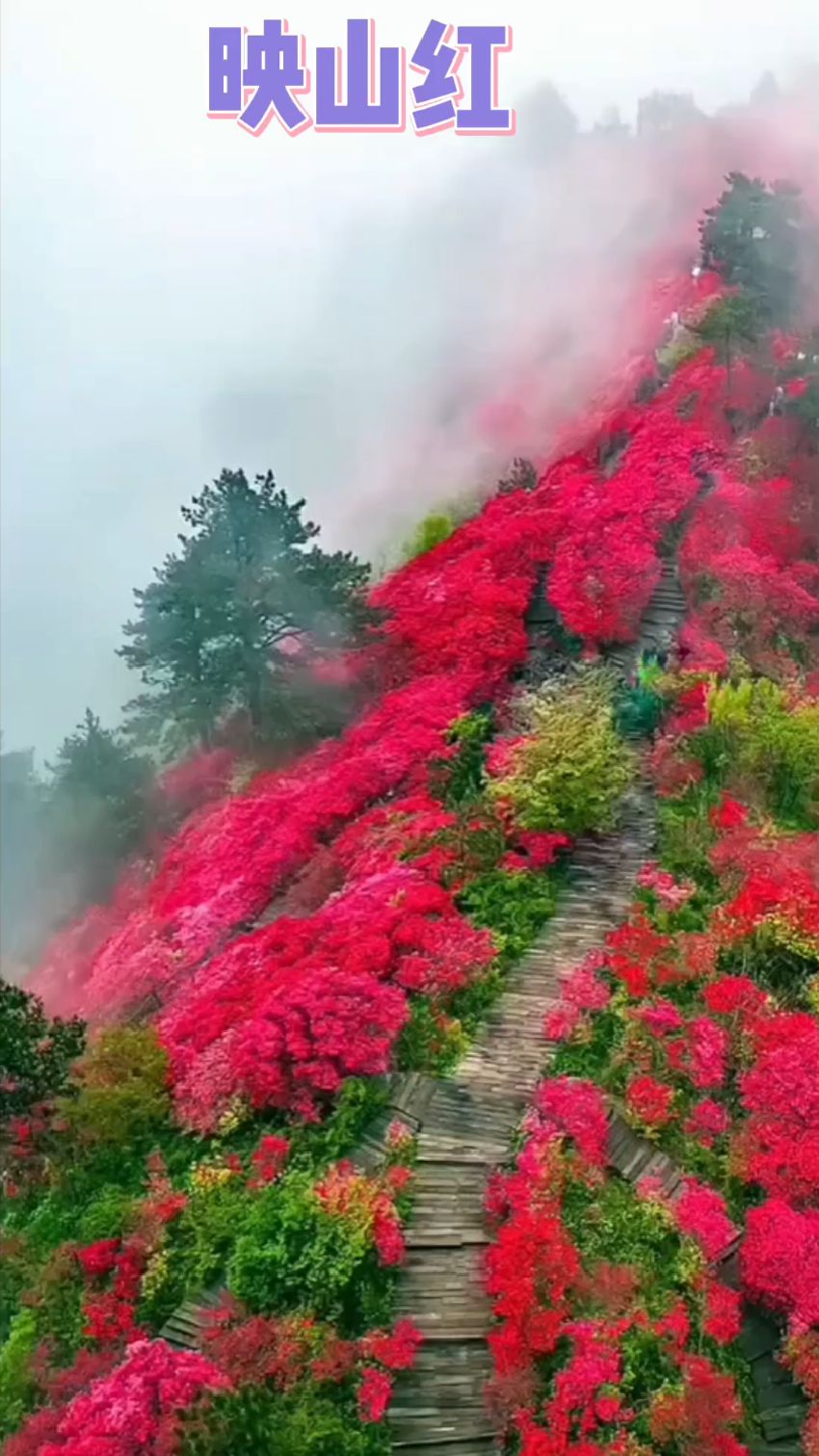 映山红 演唱者:刀郎