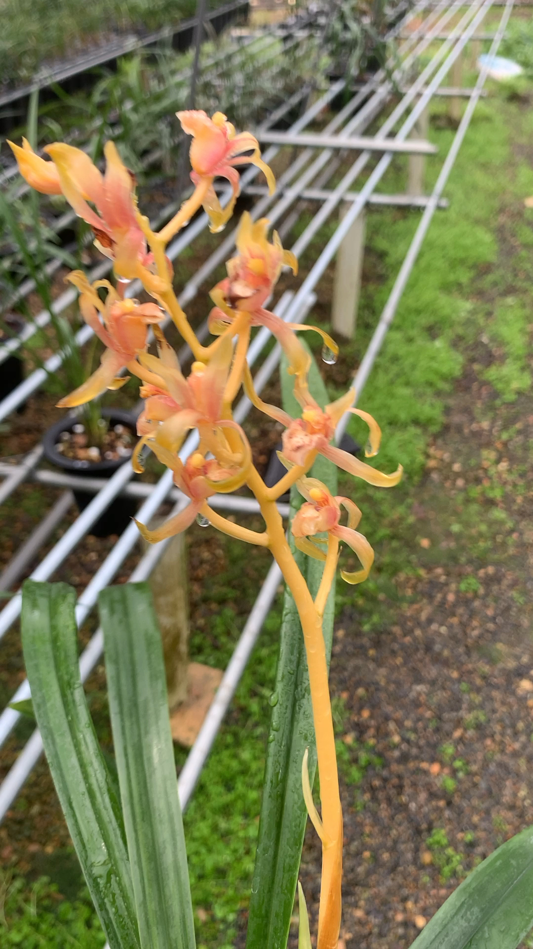 建兰铭品中国牛金奖品种