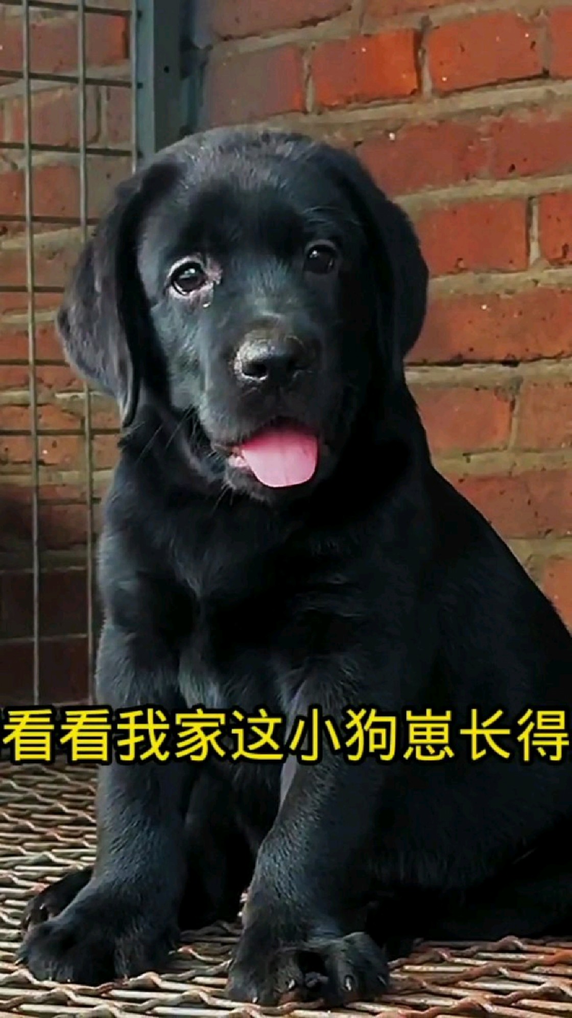 包含黑色拉布拉多为什么毛色变棕色的词条