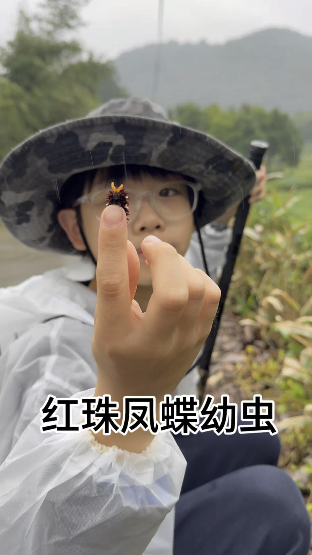 自然观察红珠凤蝶幼虫