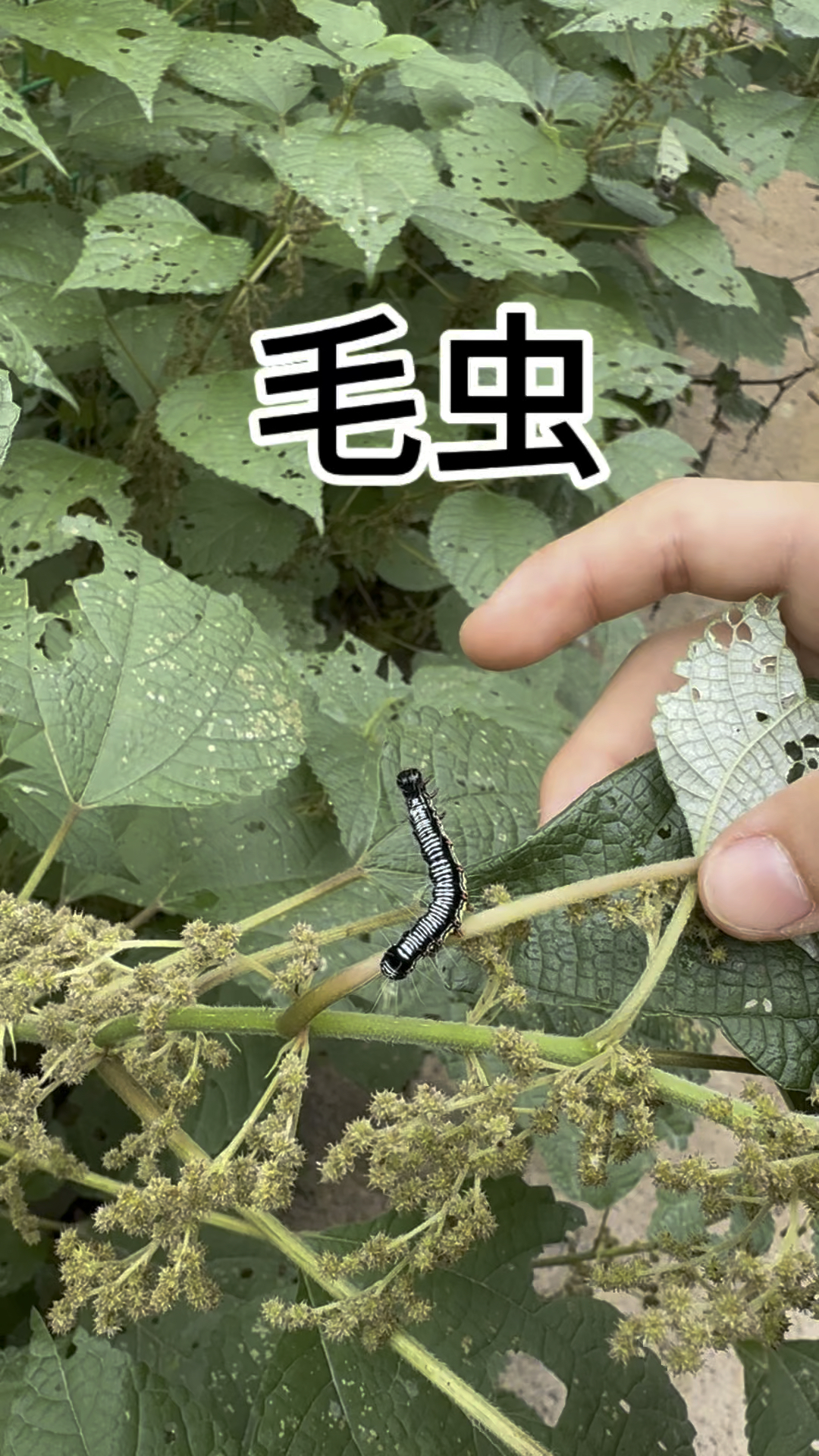 苎麻夜蛾幼虫#毛毛虫