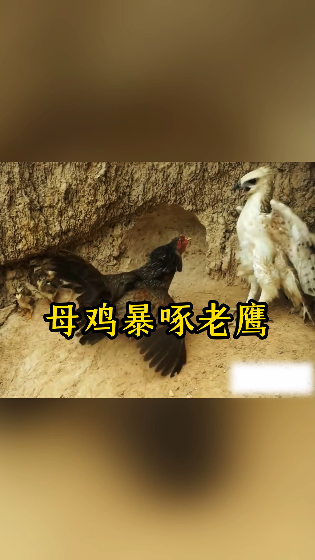 母鸡保护小鸡老鹰来袭图片