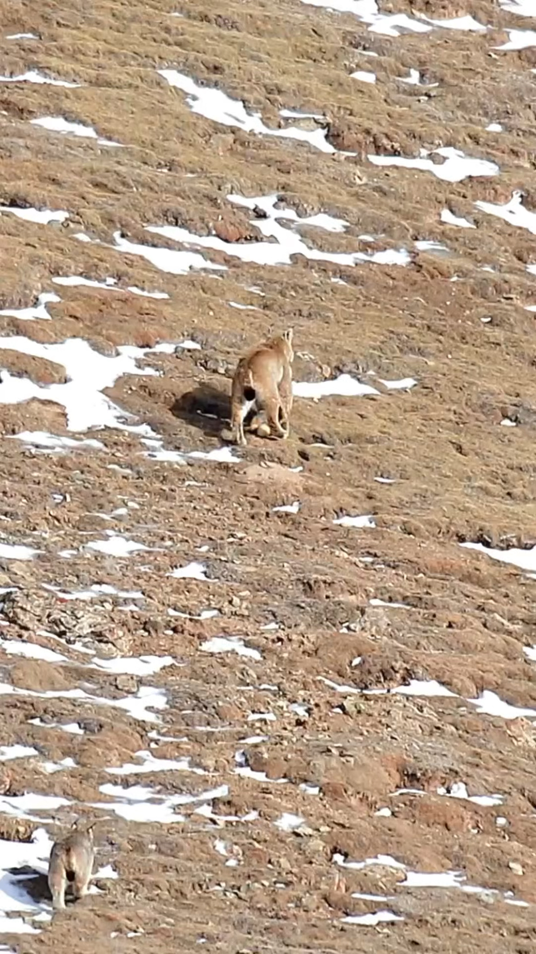 猞猁狩猎狐狸的精彩画面