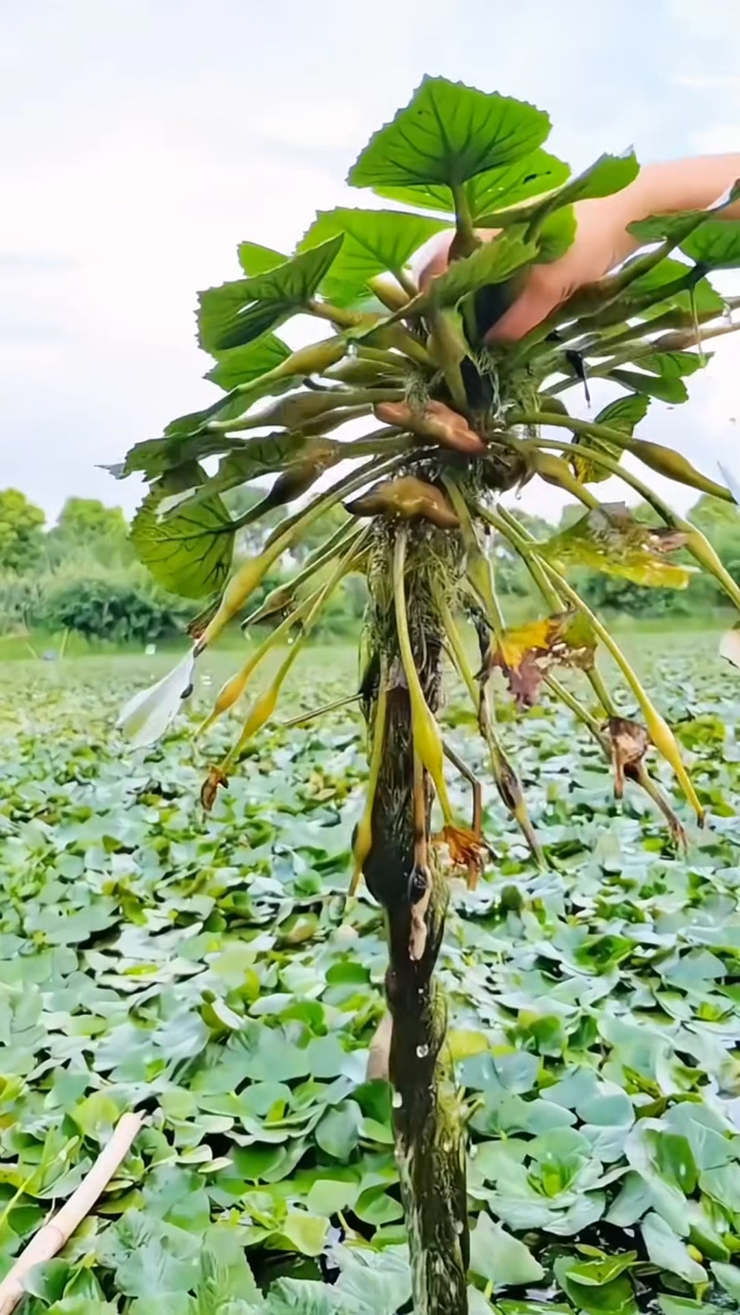 菱角怎么种植方法图片