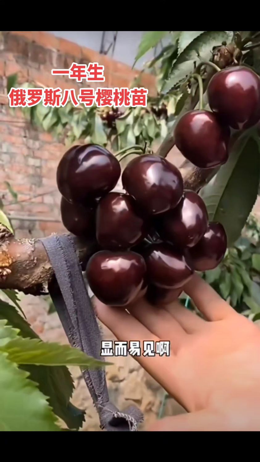 俄罗斯八号樱桃,颜色深,个头大,口感出众!