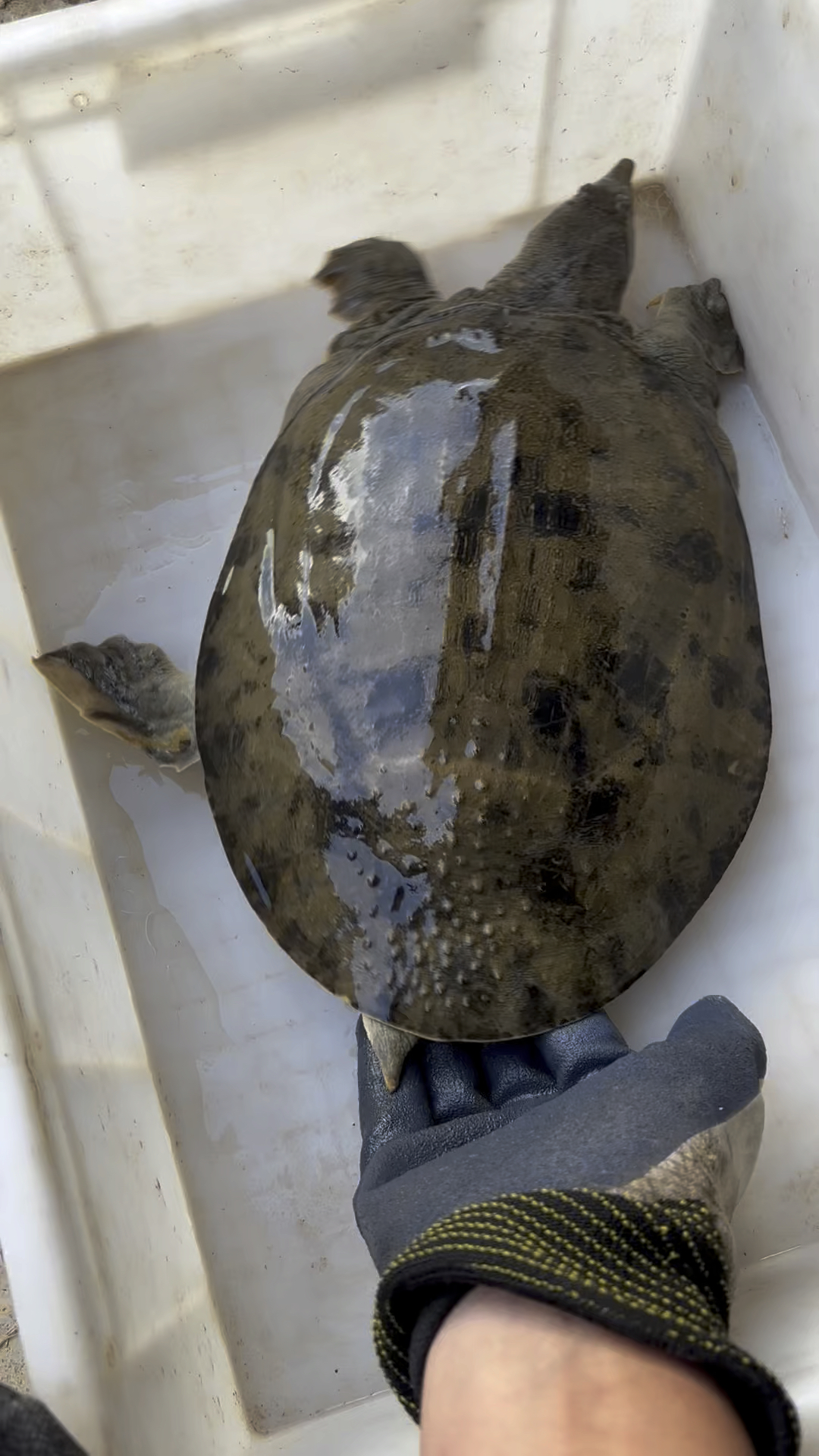 今天收到只三斤多的甲鱼,黄背黑花的公甲,大家觉得这只鱼怎么样