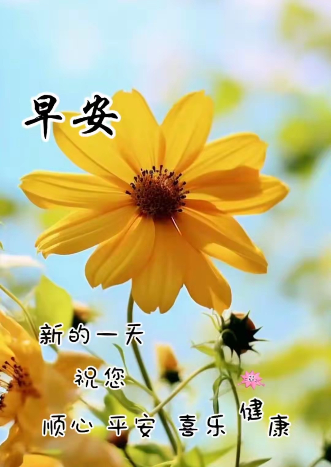 在这个美好的早晨,送上我的早安祝福,愿你生活充满喜悦和好运,日子总