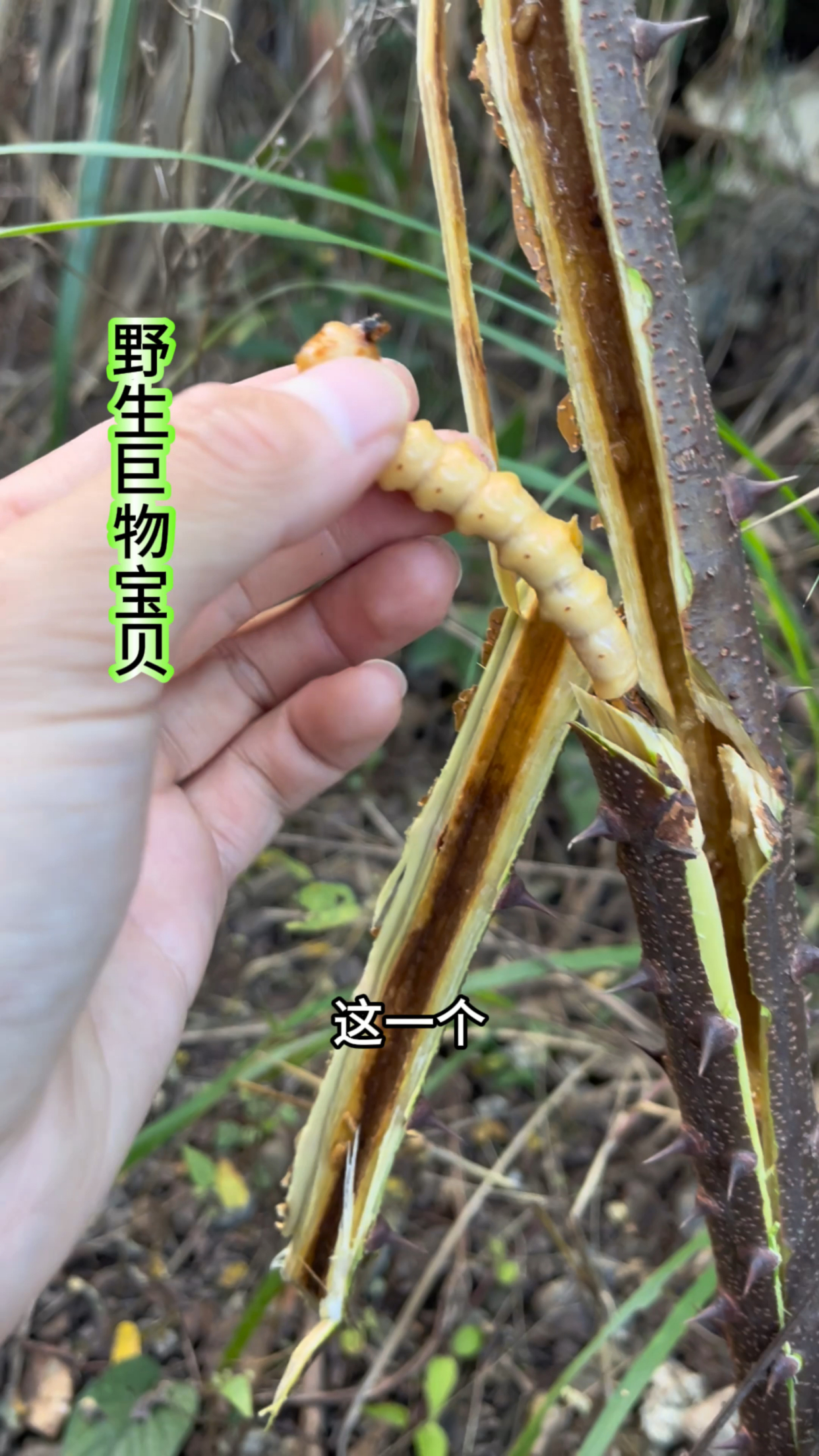 野生巨物宝贝,就问你肥不肥.#斗米虫 #真实户外 #大自然的馈赠