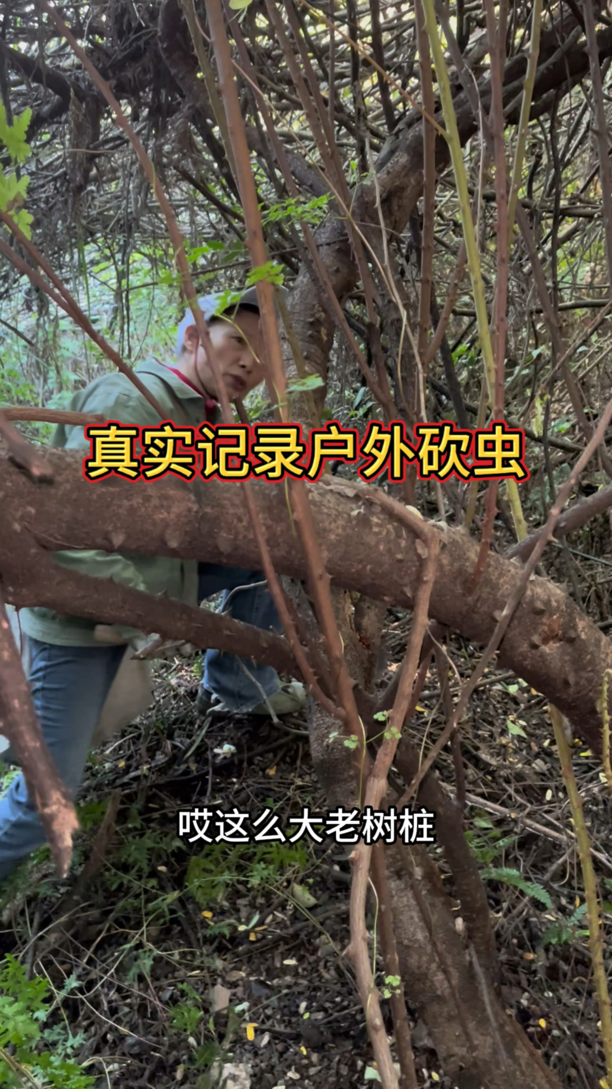 带老妈户外砍虫,发现了一大片云实树 ,里面别有洞天 .#斗米虫